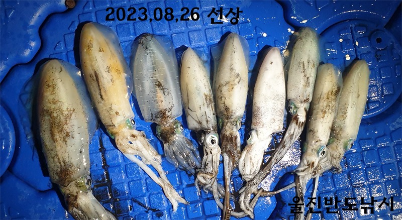 20230826선상무늬.jpg