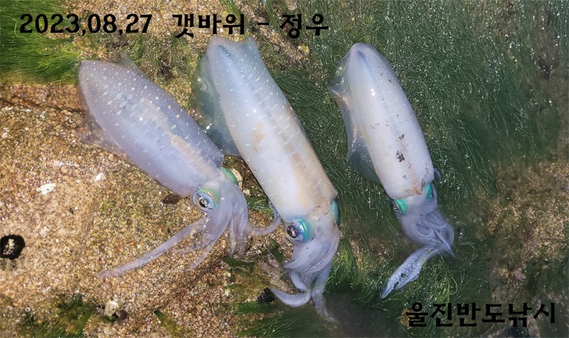 20230827정우무늬.jpg