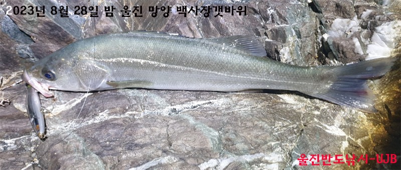 20230829UJB농어.jpg