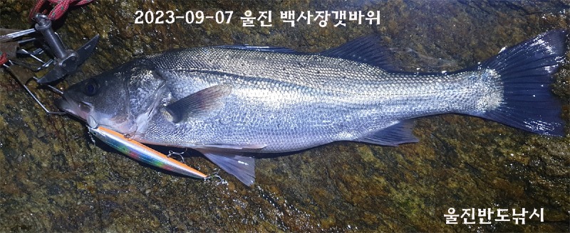 20230907농어.jpg